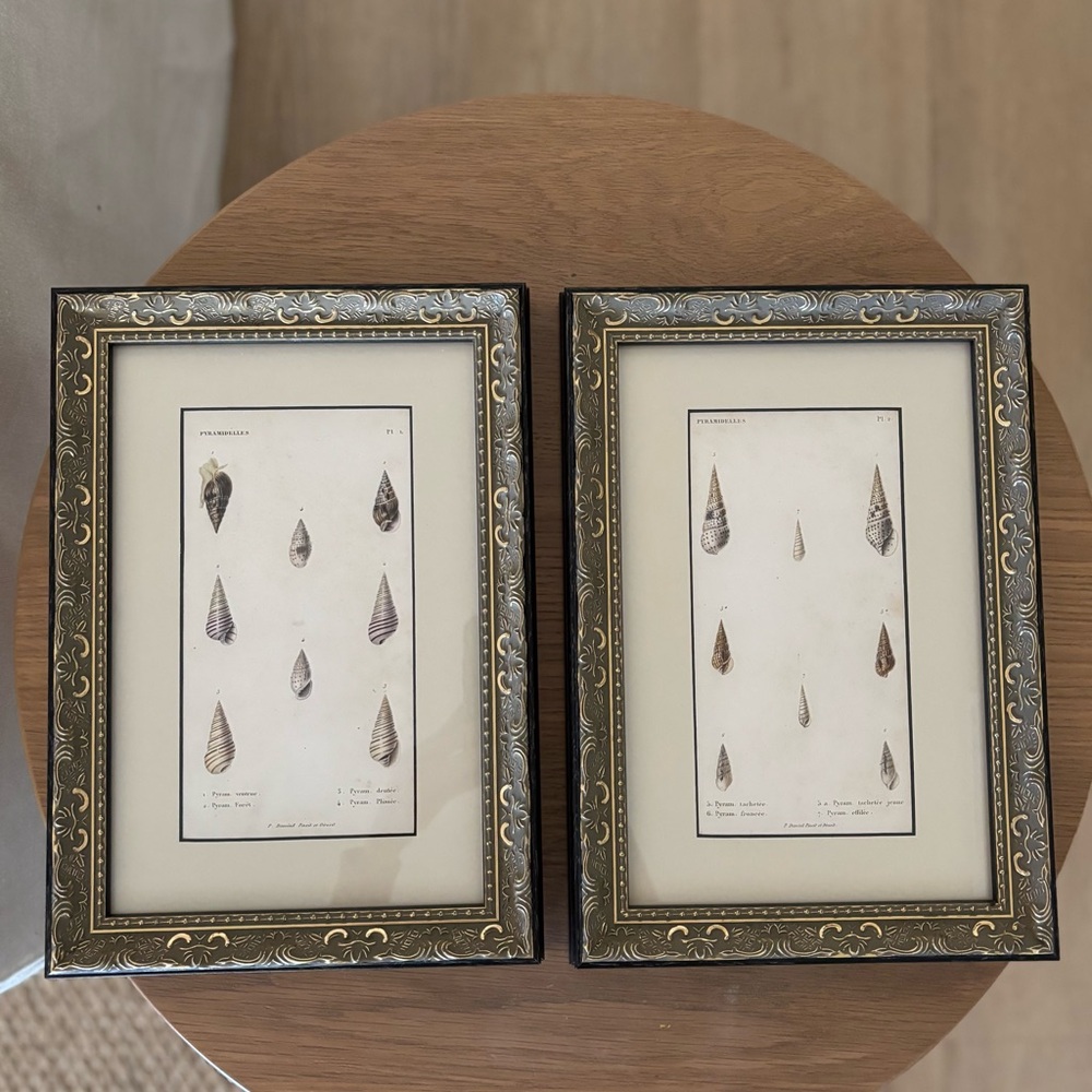 Elegant Framed Shell Art Prints